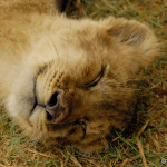 A little Lion cub dreaming of "Kittens and Bows" (or maybe Zebras and Springbok).
