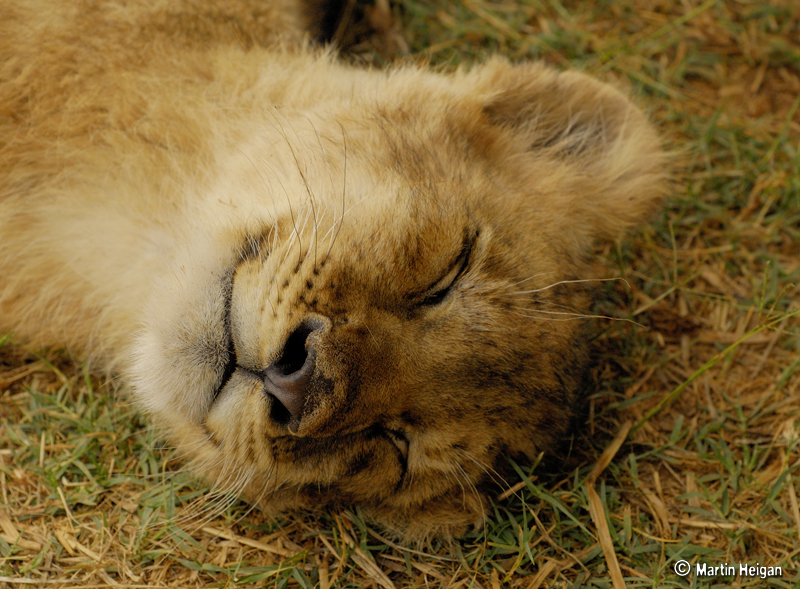 A little Lion cub dreaming of "Kittens and Bows" (or maybe Zebras and Springbok).